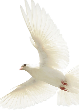 dove