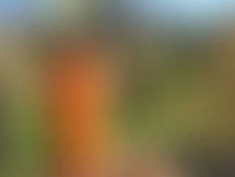 How About This Carrot?