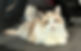 IMG_1073.jpeg
