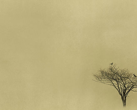 Sparse Tree Silhouette