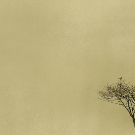 the beauty of acceptance: finding peace in the present