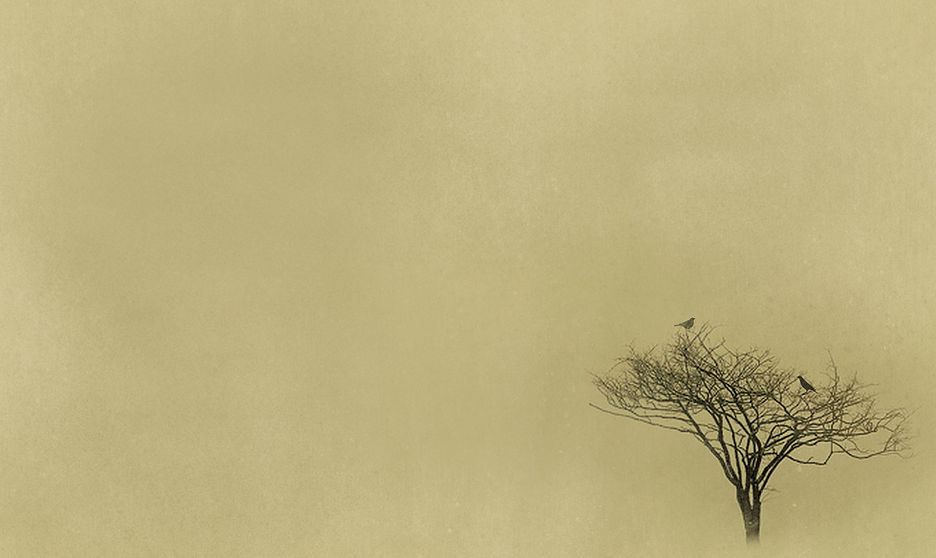 Silhouette d'arbre clairsemée