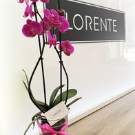 Mostrador flor tienda.jpeg