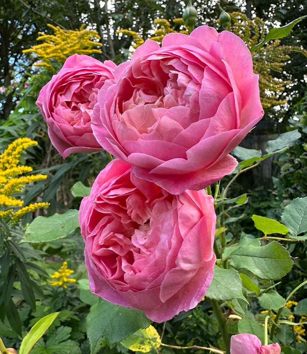 "Tips for Transforming Your Garden into an Outdoor Flower Painting Studio: How to Capture The Beauty"