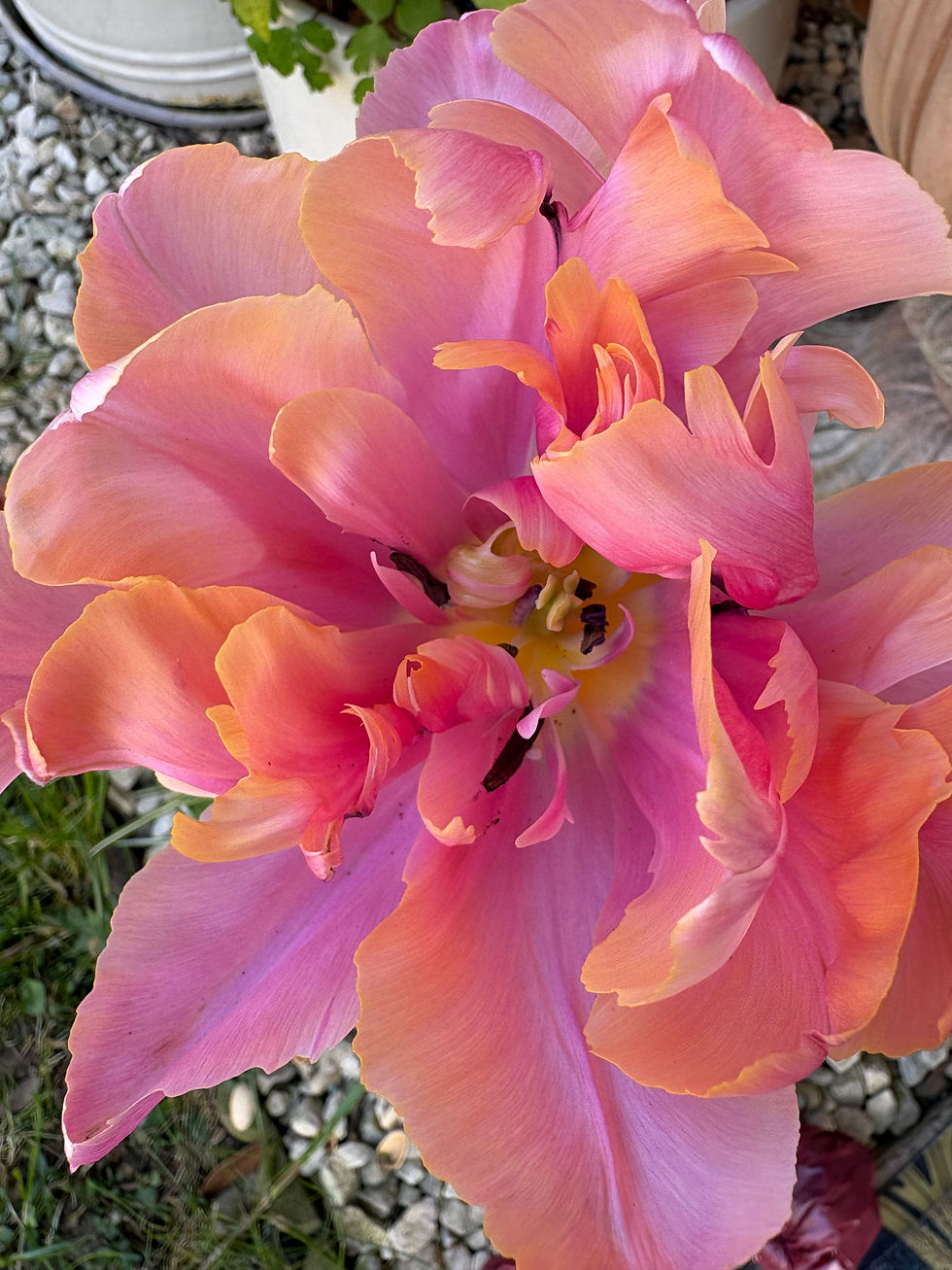 A lone pink parrot tulip in my garden