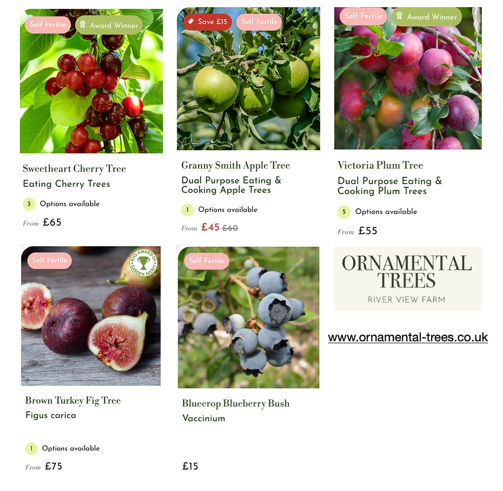 Discover a selection of self-fertile fruit trees available from UK supplier Ornamental Trees, featuring award-winning Sweetheart Cherry, versatile Granny Smith Apple, and Victoria Plum trees, alongside Brown Turkey Fig and Bluecrop Blueberry Bush. Prices start from £15.