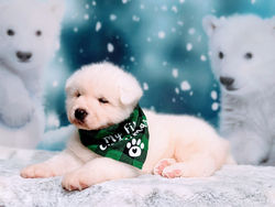 322083827_575228237771153_1709500058982083644_n