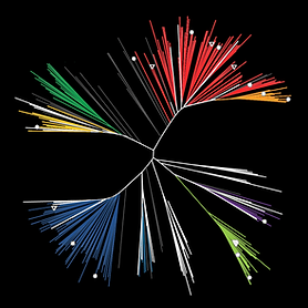 HIV_tree.png