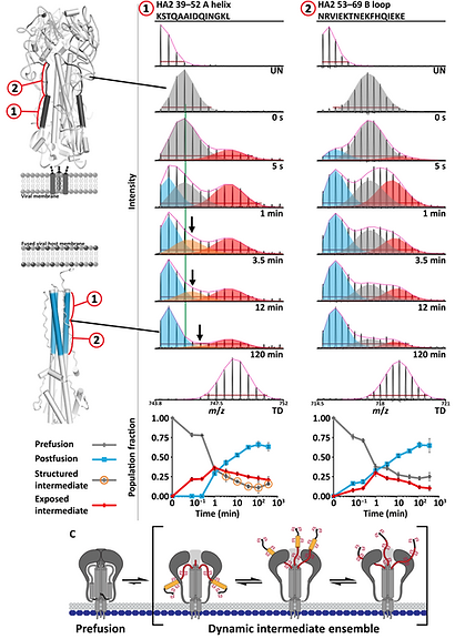 Benhaim_SciAdv_2020_Fig.png