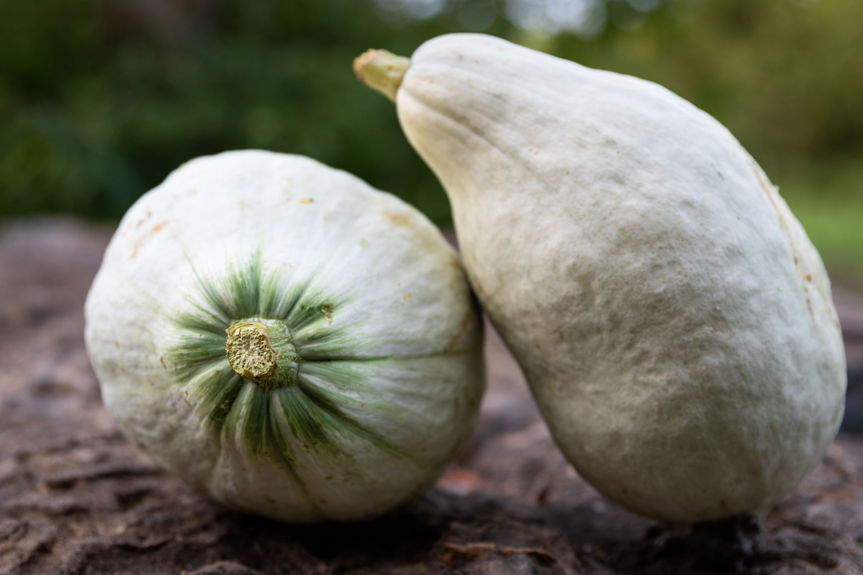 roasting buttercup squash roasting buttercup squash