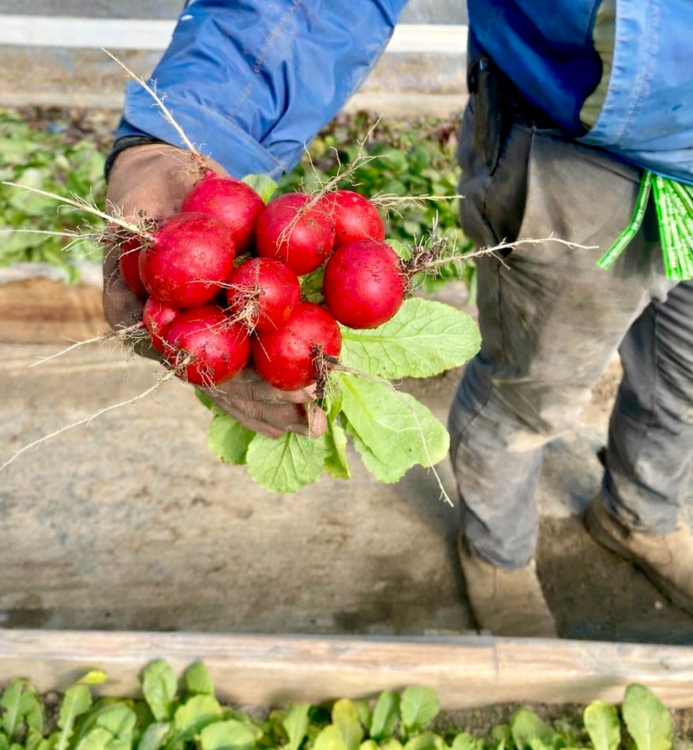 Local Farm Box Pick Up Saturday, April 11th