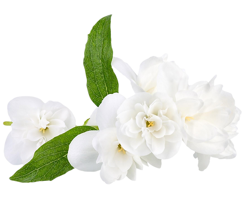 branch-jasmine-flowers-isolated-white-background.png