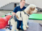 poodle mix wearing a belly band and help em up harness is being assisted with a target exercise