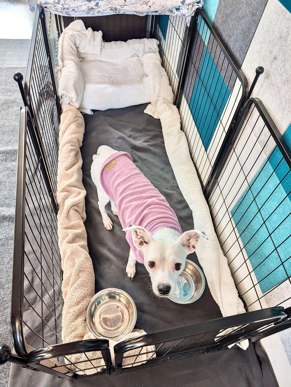 Top down view of late rest recovery pen with rolled towels around the edges and two bowls. A small white dog wearing a pink sweater stands in the middle.