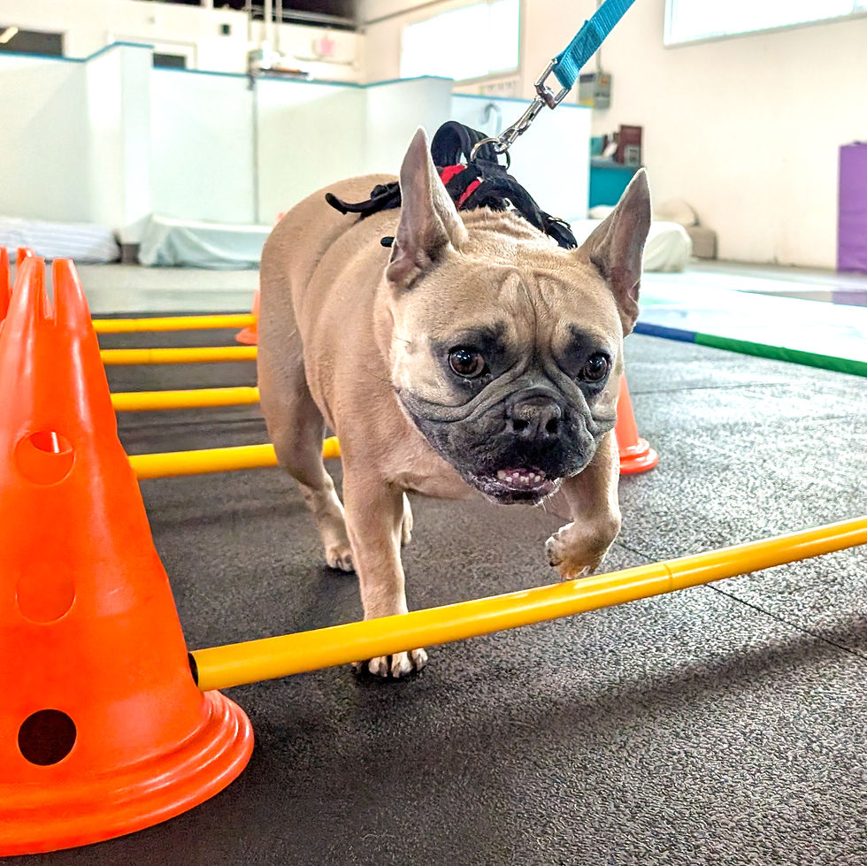 a fawn french bulldog walks over cavaletti rails