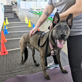 Dog practicing some weight shifting exercises