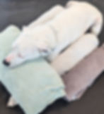 white dog is placed in sternal position and propped up with rolled towels