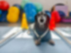 mixed breed recumbent dog with hind limb muscle atrophy wearing a help em up harness lays on a bed and receives e-stim therapy with stretching.