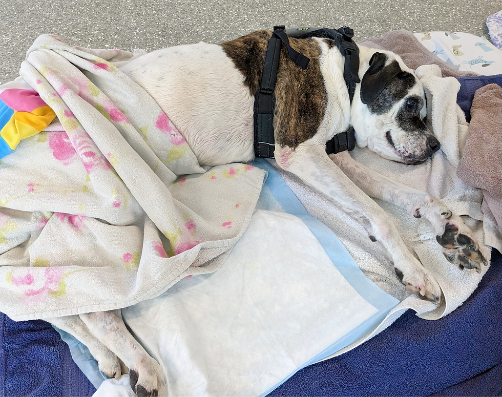 recumbent mixed breed dog clean and dry after bath