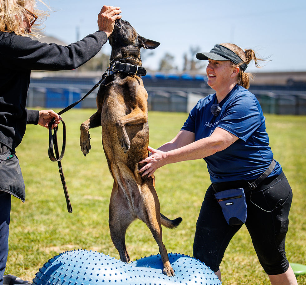 Belgian Malinois standing on hind legs while balancing on yoga ball