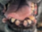 dog with very worn down teeth