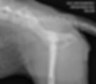 radiographs of a dog post op total hip replacement