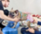 french bulldog being assisted with target exercises that is wearing a reusable diaper with pacifier clips to help keep it in place