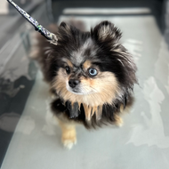 Luna, the merle Pomeranian stands in the Underwater Treadmill