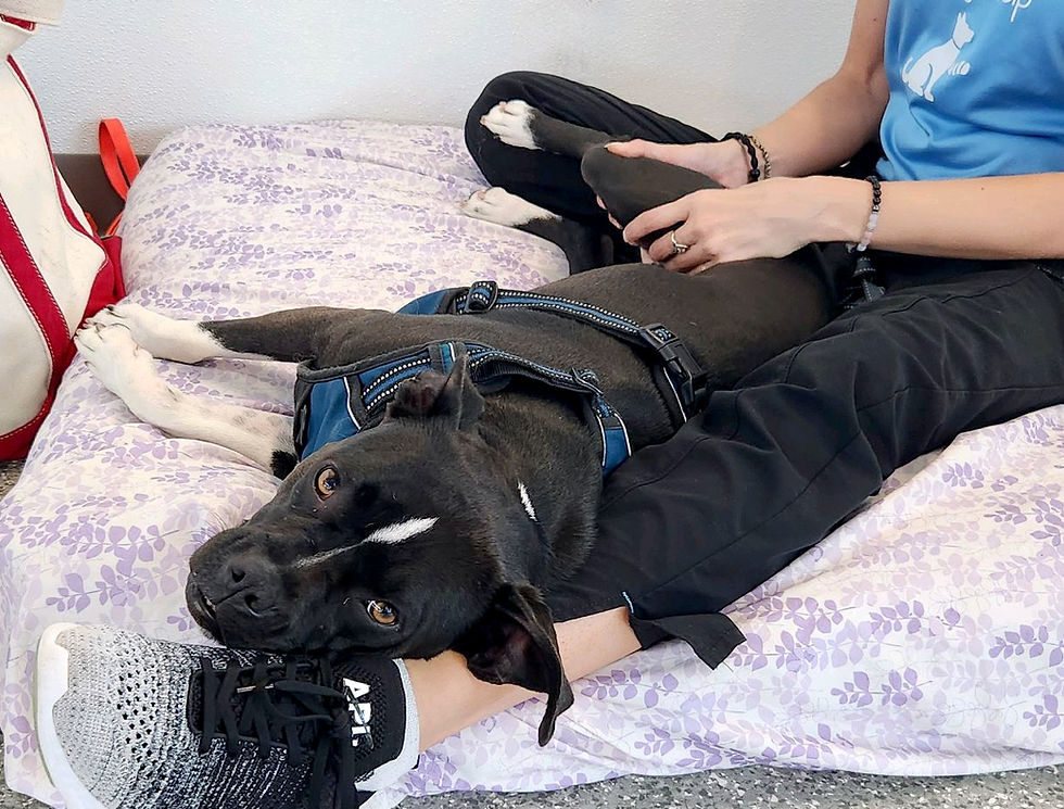 a black and white bully breed dog lays in a registered veterinary technician's lap while receiving PROM exercises.
