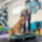 A golden retriever gets snuggles from a registered veterinary technician during a target exercise