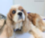 a cavalier king charles spaniel with cataracts