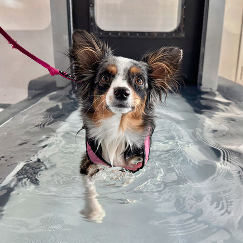Kaya the Mini Aussie during her Hydrotherapy session in the Underwater Treadmill