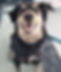 shepherd mix stands in the water inside an underwater treadmill