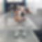 dachshund stands in the water inside an underwater treadmill