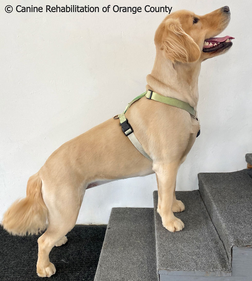 Golden Retriever standing on stairs