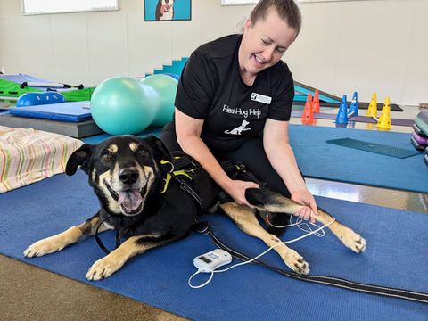Shepherd mix relaxes on an exercise mat during electrostimulation therapy