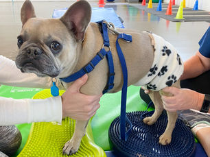 Intervertebral Disc Disease (IVDD)