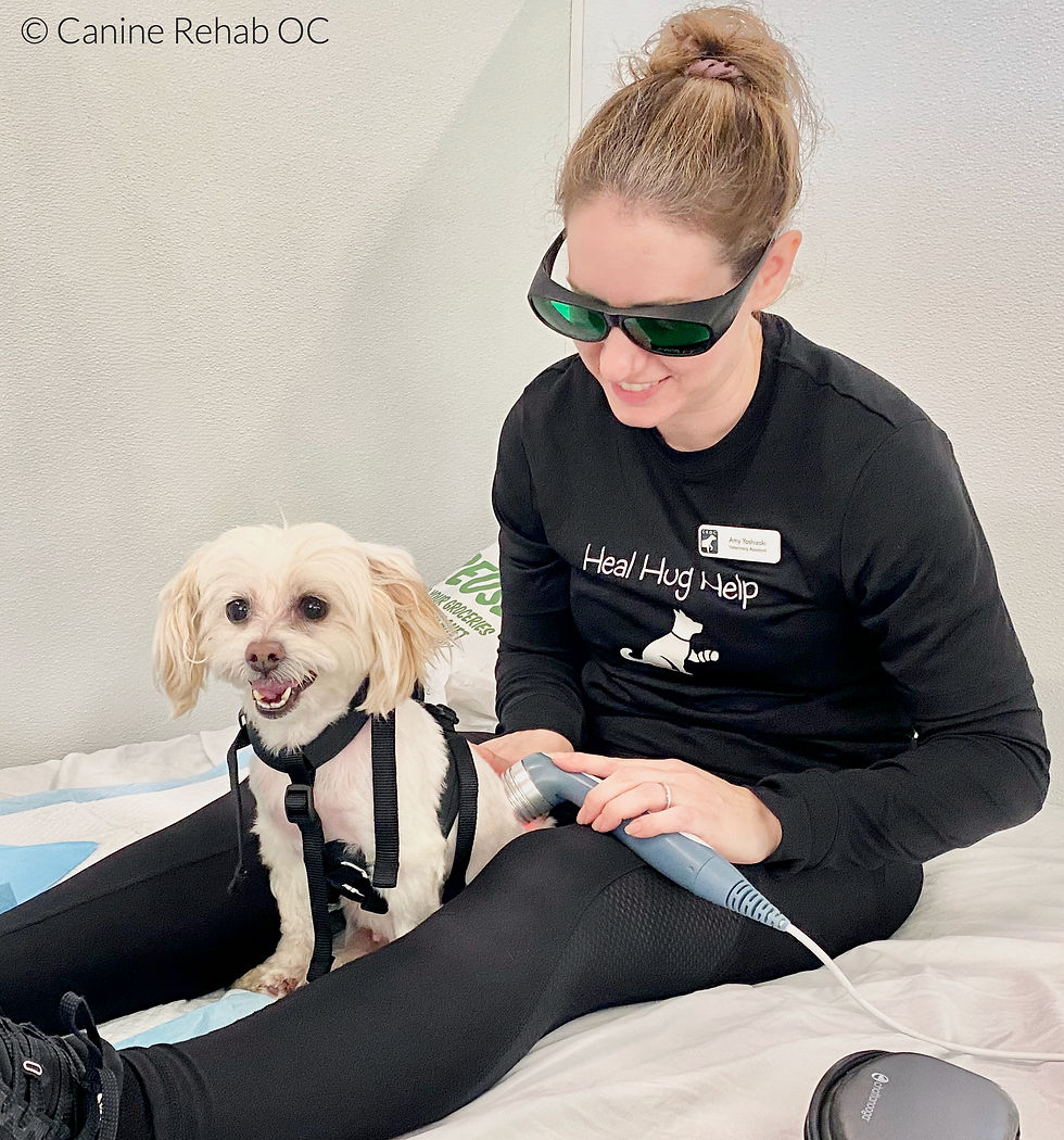 Woman in black shirt using a laser therapy device on a small white dog. Both are seated on a mat in a bright room. Shirt reads "Heal Hug Help."