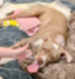 american bully hospitalized with iv's and a nasogastric feeding tube after having neck surgery.