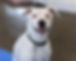 Dogtor Wilbur