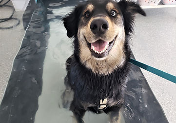 Super happy husky mix in the underwater treadmill
