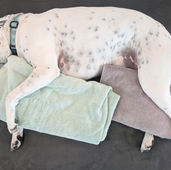 white dog sleeping on its side with folded towels bolstering it's legs