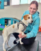 white and tan dog being assisted with a target exercise by a registered veterinary technician