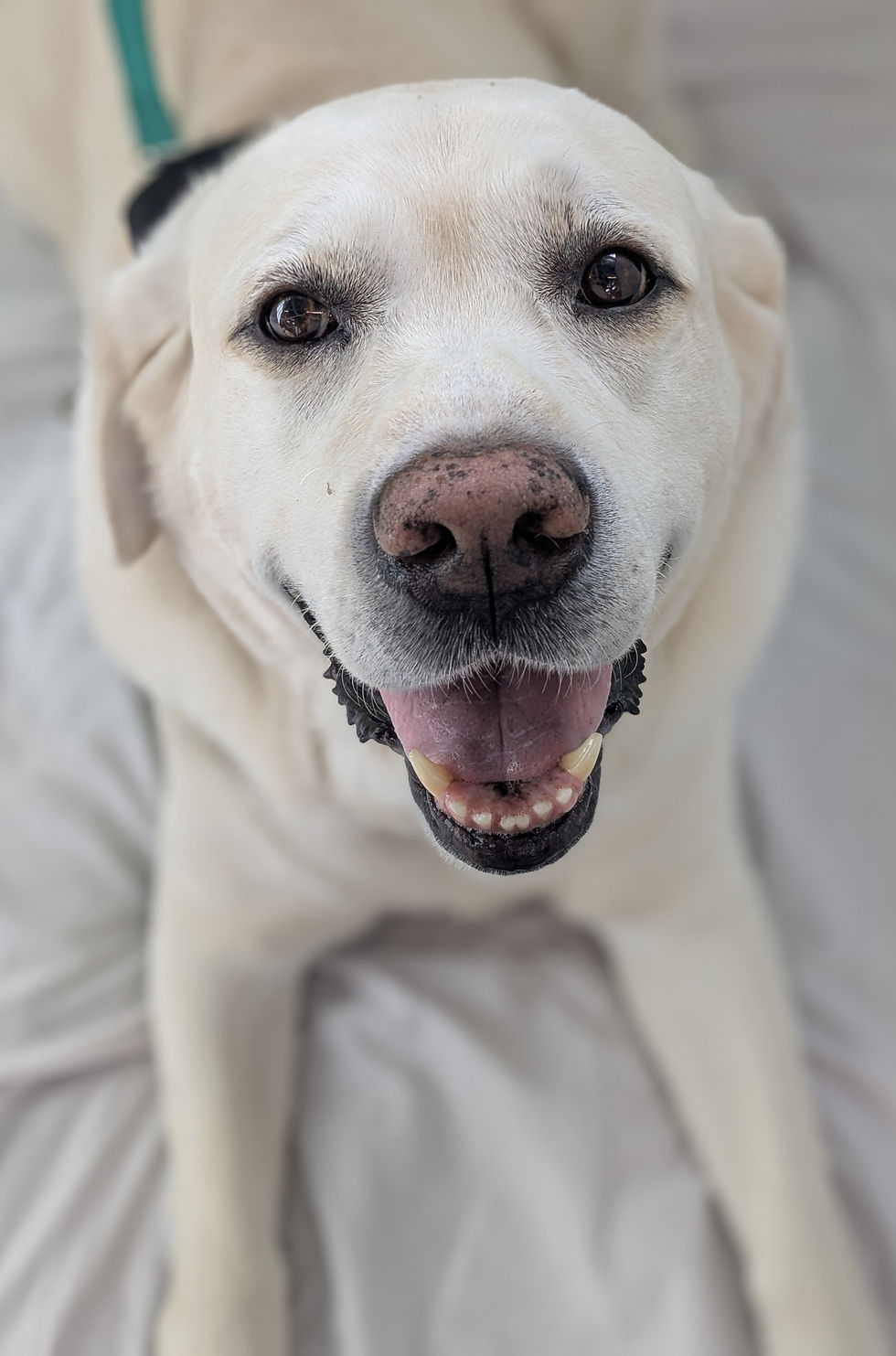 Smiling yellow labrador with a green collar lying on a white blanket, exuding a cheerful and friendly vibe.
