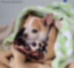 chihuahua snuggled in blankets