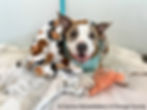 dog snuggled in a bed with a toy
