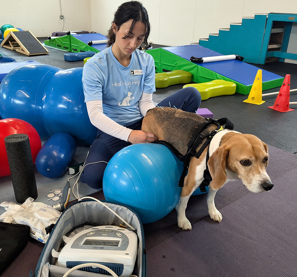 A registered veterinary technician applies electrostimulation therapy to a non-ambulatory beagle while acupuncture needles are placed in its back