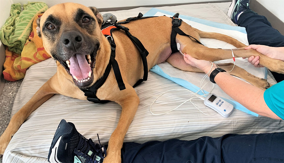 mixed breed dog getting e-stim therapy