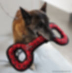 old malinois with a toy in its mouth