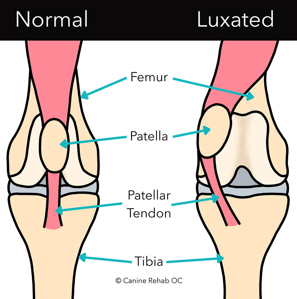 Diagram comparing normal and luxated knees, labeled parts: femur, patella, patellar tendon, and tibia. Background is black and white.